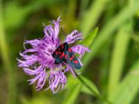 Hufeisenklee-Widderchen rote Variante